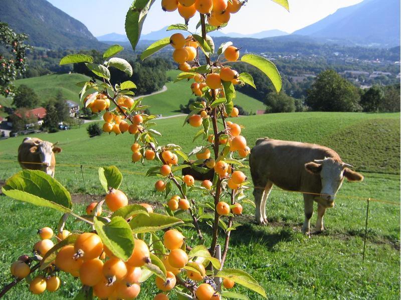 Landhaus Fellnerbauer Bad Reichenhall Eksteriør billede